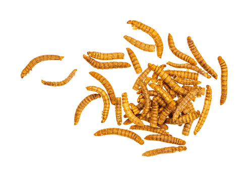 Mealworms