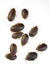 Dubia Roaches