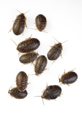 Dubia Roaches